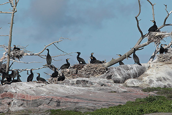 Nesting cormorant colonie